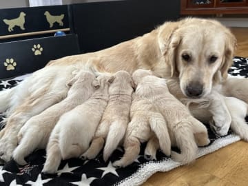 Golden retriever · Vejbystrand · Stream Of Sunlights