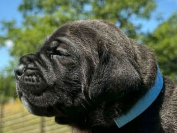 Cane corso · Hindås · Action Pack's