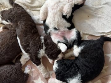 Perro de Agua Espanol · Huglo · Gro Anita Nesse