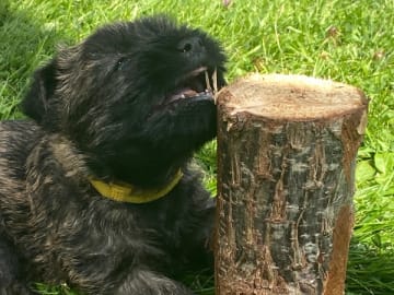 Cairnterrier · Göteborg · Zenith