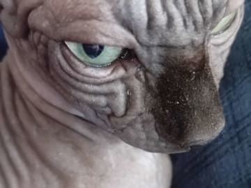 Sphynx · Grums · Eric H.