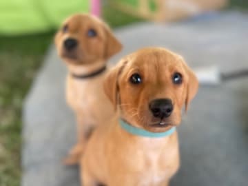 Labrador retriever · Lövestad · Gravel's