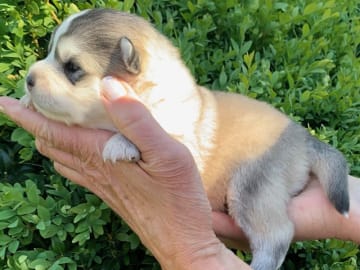 Finsk lapphund · Veberöd · Lejoncrona