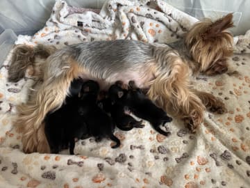 Yorkshireterrier · Trosa · Sweet little Pollys