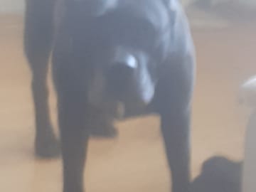 American bully · Tumba · Kari P.
