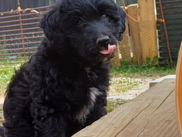 Aussiedoodle · Fredericia · Overgaards hvalpe