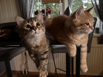 Sibirisk katt · Årsunda · William A.
