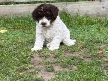 Lagotto romagnolo · Rånäs · Lord Nelson’s kennel