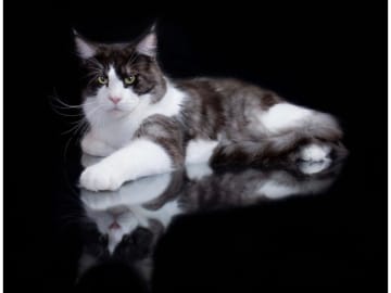 Maine Coon · Motala · SE*Knäkattens