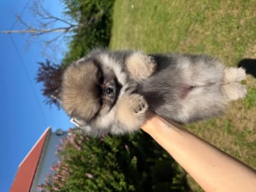 Pomeranian · Sandefjord · Gabriela Michelle Løberg