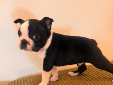 Boston terrier · Greve · Royal van Hauen