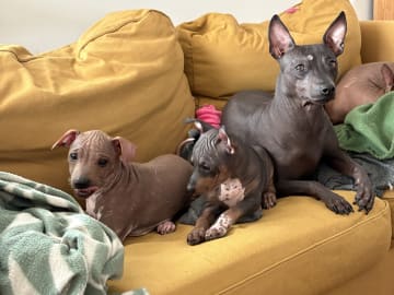 American Hairless Terrier · Mellerud · Ticket to win