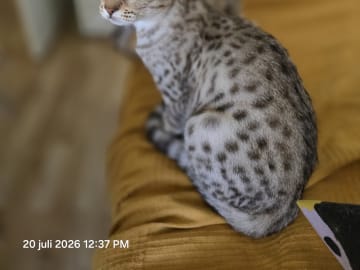 Ocicat · Uppsala · S*John-Johns