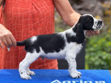 Engelsk springer spaniel · Rockneby · Starflame's