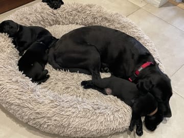 Labrador Retriever · Sønderborg · Sussi Borup