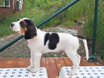 Halden Hound (Haldenstøver) · Tangen · Lykkelosberget