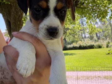 Jack russell terrier · Katrineholm · Ce Love