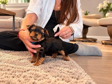 Yorkshire terrier · Gamle Fredrikstad · Thomas Rene Andersen