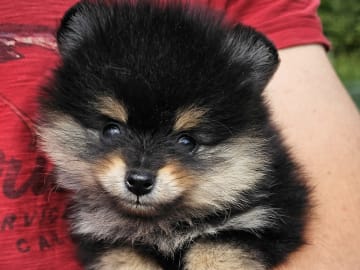 Pomeranian · Enköping · Pomsik Rakaaig