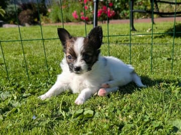 Papillon · Brastad · Bohusklippans