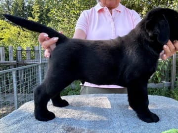 Labrador retriever · Björkvik · Annual's