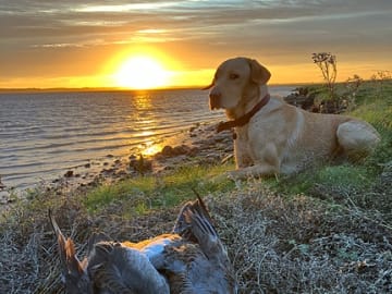 Labrador retriever · Esbjerg V · Niels Kristian Lindeborg Johansen