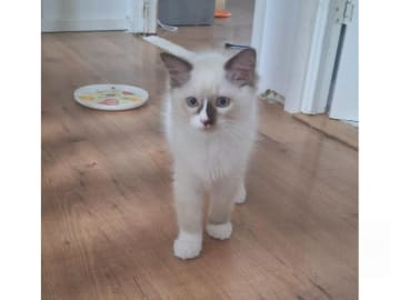 Ragdoll · Anderslöv · S*Earth Angel's