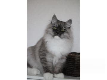 Sibirsk skogkatt · Forsa · S*Vänorten's