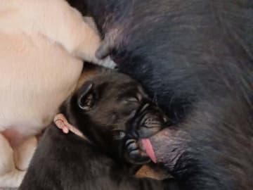 Labrador retriever · Tarm · Charmaine's