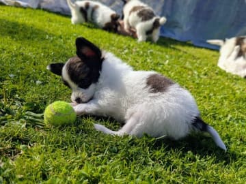 Papillon · Brastad · Bohusklippans