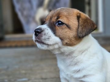 Jack russell terrier · Norrtälje · Väsbyligans