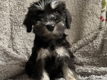 Miniature Schnauzer · Hässelby · Solstrålen