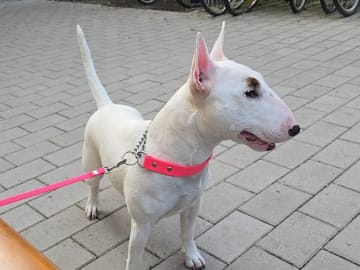 Miniature bull terrier · Västerås · Beyond Heaven