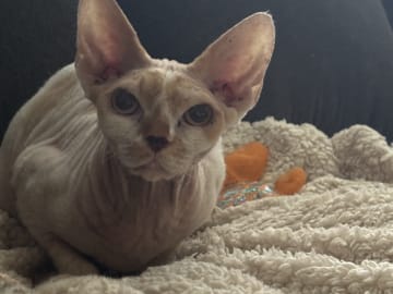 Devon Rex · Tretten · Catarina J.