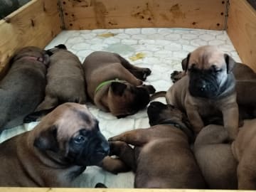 Boergarden boerboels