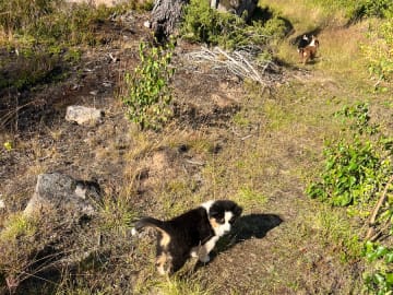 Australian shepherd · Ulrika · Best Of Brawehearts