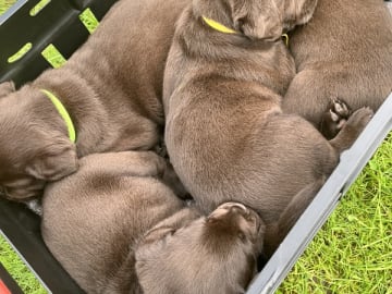 Labrador Retriever · Tørring · Katrine Regine Riis Algreen Lind, Henrik Lind