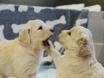 American Bernedoodle - Bernedoodle  /  Labradoodle · Hallstahammar · Smillas doodlar