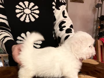 White Forest Kennel