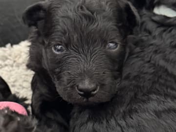 Pumi · Halmstad · Skallabackens kennel