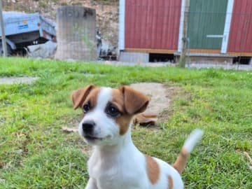 Jack russell terrier · Svenshögen · Sheridog