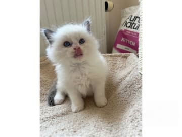 SE*Sapphire Blue Eyes