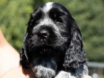 Cocker spaniel · Trollhättan · Perchwater