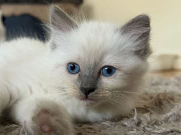 Ragdoll · Johanneshov · SE*LillaGumman's