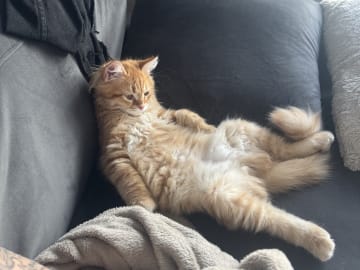 Sibirisk katt · Årsunda · William A.