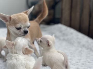 Chihuahua · Norrköping · Tettchi's
