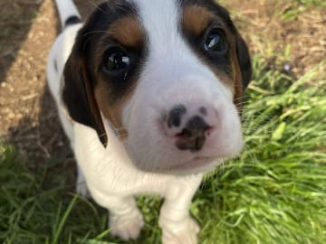 Halden Hound (Haldenstøver) · Tangen · Lykkelosberget