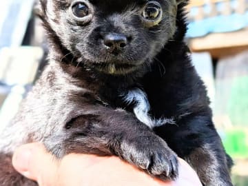 Chihuahua Långhåriga · Stenhamra · Cattlegirls