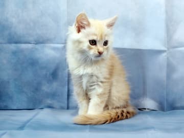 Maine Coon · Västra Frölunda · Dagdrivarn