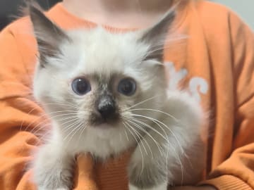 Ragdoll utan stamtavla · Upplands Väsby · Mahmoud M.